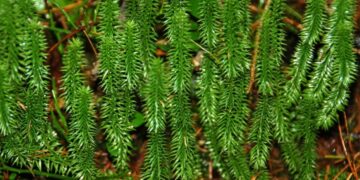 Pataisai – ne stalo puošmena