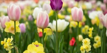 Daugiametės svogūninės gėlės