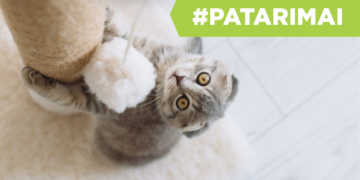 Ko reikia kačiukui: TOP pirkinių sąrašas ir rekomendacijos