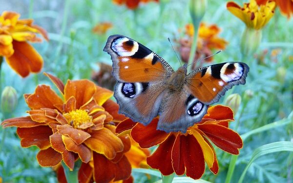 Serenčių auginimo ypatumai