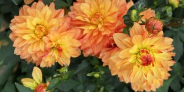 'Jean-Emmanuel Gilibert'.