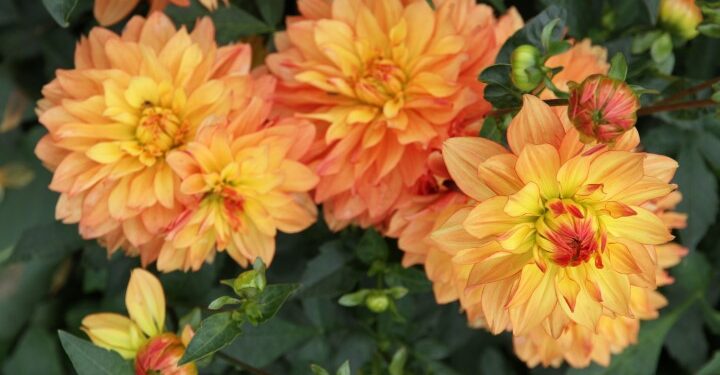 'Jean-Emmanuel Gilibert'.