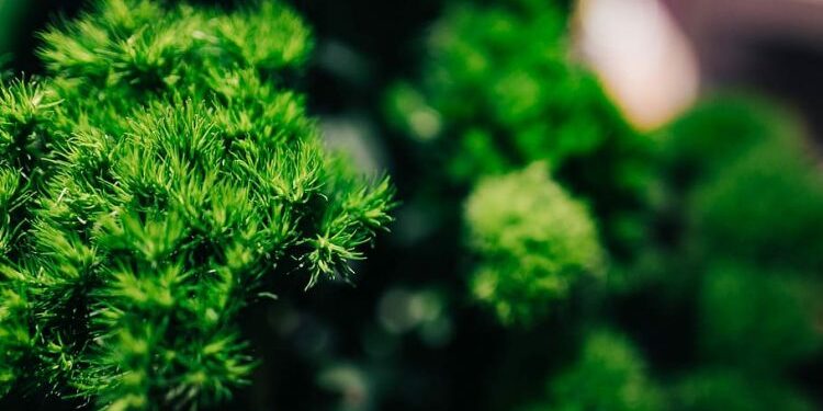 flower-flora-green-nature