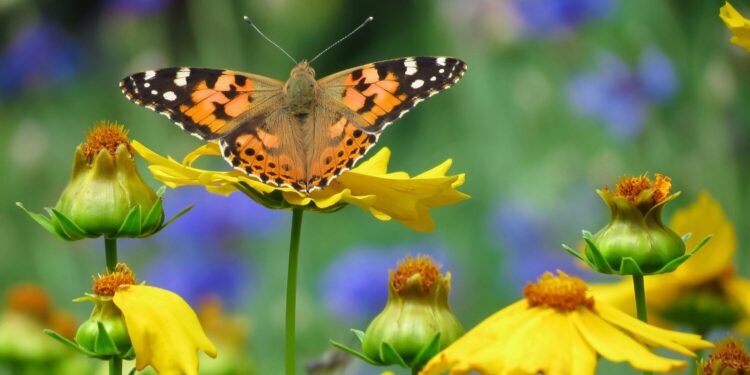 Asociatyvi nuotrauka