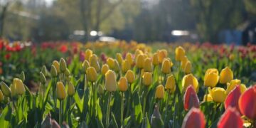 Burbiškio dvaro Tulpių žydėjimo šventė baigėsi – žydėjimas tęsiasi