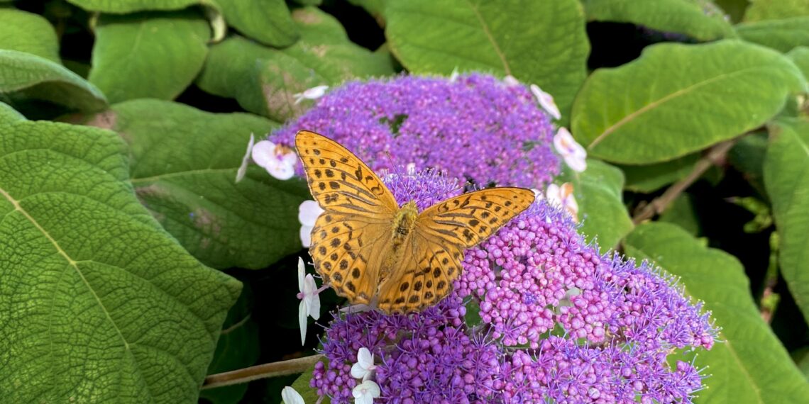 Šiurkščioji hortenzija (Hydrangea aspera) 'Macrophylla'