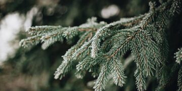 Gruodžio 2-ąją Panevėžys įžiebs Kalėdų eglę