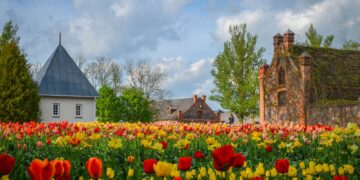 Burbiškio dvaras ruošiasi vienintelei Lietuvoje Tulpių žydėjimo šventei