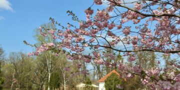 Japoninės vyšnios: nuo kvepiančių frezijomis iki žavinčių šimtais žiedlapių viename žiede