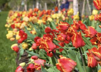 VDU Botanikos sode prasideda didysis tulpių žydėjimas