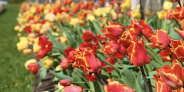 VDU Botanikos sode prasideda didysis tulpių žydėjimas