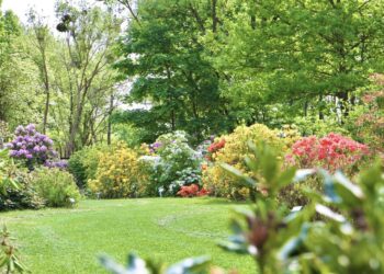 VDU Botanikos sode Kaune pražydo šimtai įvairiaspalvių rododendrų
