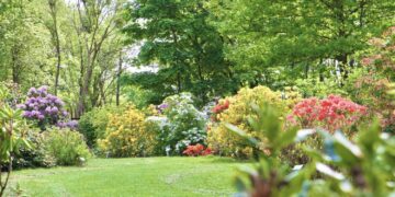 VDU Botanikos sode Kaune pražydo šimtai įvairiaspalvių rododendrų