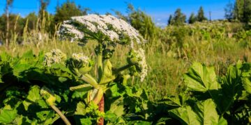 Įsigijote Sosnovskio barščiais užterštą žemės sklypą: ar pardavėjas turėtų atlyginti nuostolius?