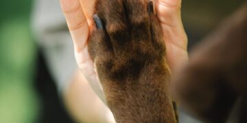 Ką svarbu žinoti apie CBD šunims?