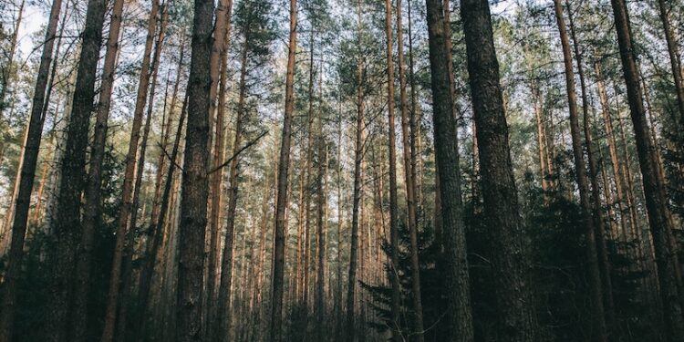 Asoc. nuotr. miškas