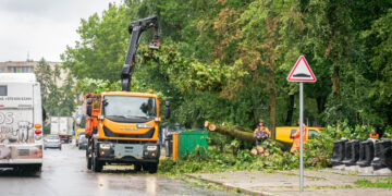 Panevėžyje tęsiami po audros kritusių medžių tvarkymo darbai