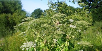 Apie šių augalų keliamą pavojų žino ne visi: priminė, kuo rizikuoja juos naikindami patys