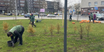 Vyraujant palankiems rudens orams toliau apželdinamas Panevėžys