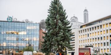 Didžioji Kauno Kalėdų eglė atkeliavo į Vienybės aikštę
