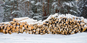 Rokiškio raj. iš miško pavogta mediena
