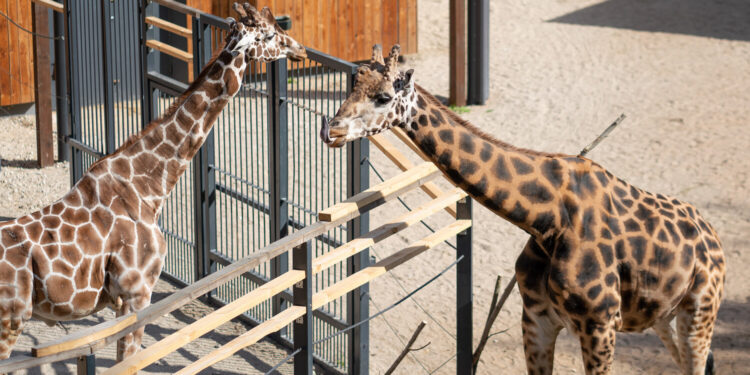 Tinklinė ir Rotšildo žirafos