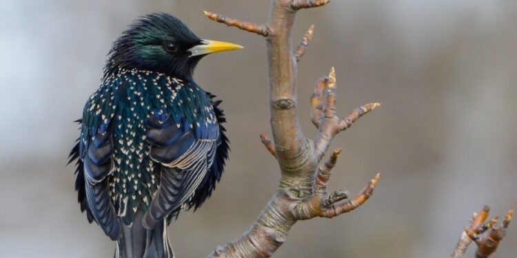 Varnėnas (Sturnus vulgaris) | Dalia Račkauskaitė