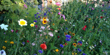Tobula erdvė poilsiui ir nuotraukoms – tiesiog namų kieme: kaip šiemet susikurti užburiantį lauko gėlių žavesį