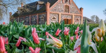 Burbiškio dvare prasideda šventė – pavasarį žiedais sveikina pirmosios tulpės