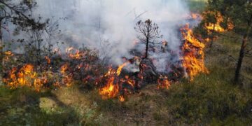 Vykdomi reidai prieš žolės deginimą