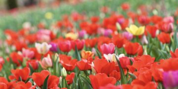 Masiškai žydi tulpės Kauno botanikos sode
