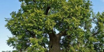 2025 metų Lietuvos medžio rinkimai