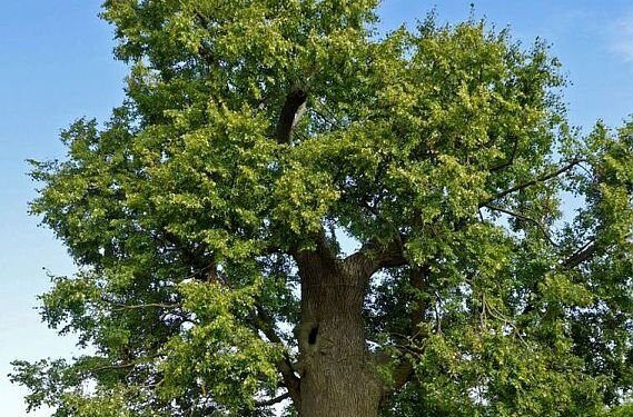 2025 metų Lietuvos medžio rinkimai