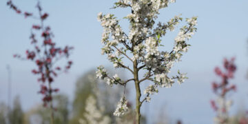 Ukmergėje džiugina pražydęs „Rojaus sodas“