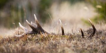 Ignalinos rajone, sodyboje, aplinkosaugininkai rado 49 kilpas, skirtas laukinių gyvūnų gaudymui