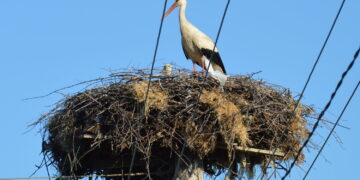 Kada ir kaip galima perkelti arba ardyti laukinių paukščių lizdus