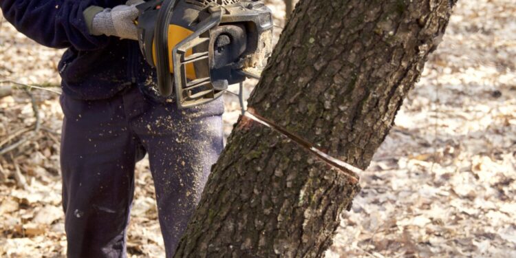 Medžių kirtimas | Freepik