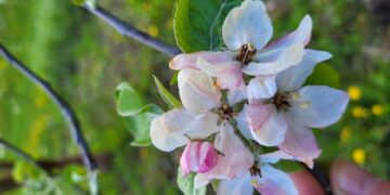 Pavasarinės šalnos: kaip elgtis ūkininkams