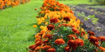 Saulėtieji serenčiai: kaip sėkmingai auginti ir džiaugtis gausiais žiedais visą vasarą