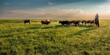 Keičiama galvijų pasų išdavimo ir naudojimo tvarka