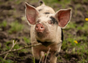 Pavojaus signalas kiaulių ūkiams: Kelmės r. ūkyje nustatytas pirmasis šiais metais afrikinio kiaulių maro atvejis Lietuvoje