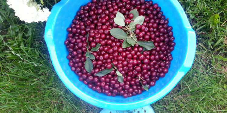 Vyšnių derlius / freepik