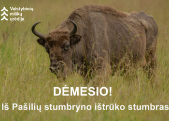 Iš Pašilių stumbryno paspruko stumbras, gyventojai raginami būti atsargūs