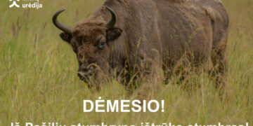 Iš Pašilių stumbryno paspruko stumbras, gyventojai raginami būti atsargūs