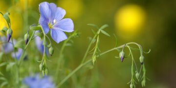 Iki rugpjūčio 15 d. būtina pasėti posėlį