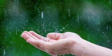 Bus galima kreiptis dėl pasėlių ir augalų draudimo įmokų kompensavimo užsitęsus lietingam laikotarpiui