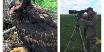 Kėdainių rajono savivaldybės teritorijoje 2024 m. stebimos 3–4 jūrinių erelių poros