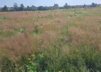 Laikas naikinti Sosnovskio barščius