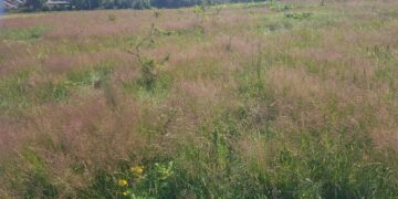 Laikas naikinti Sosnovskio barščius