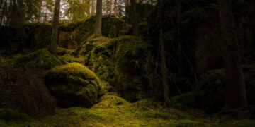 Žaliosios istorijos Palūšėje